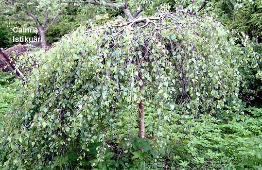 Betula pendula Youngii