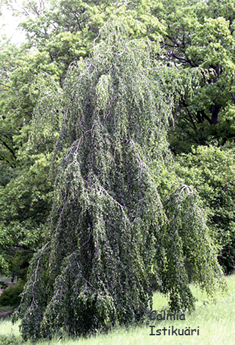 Betula pendula Youngii