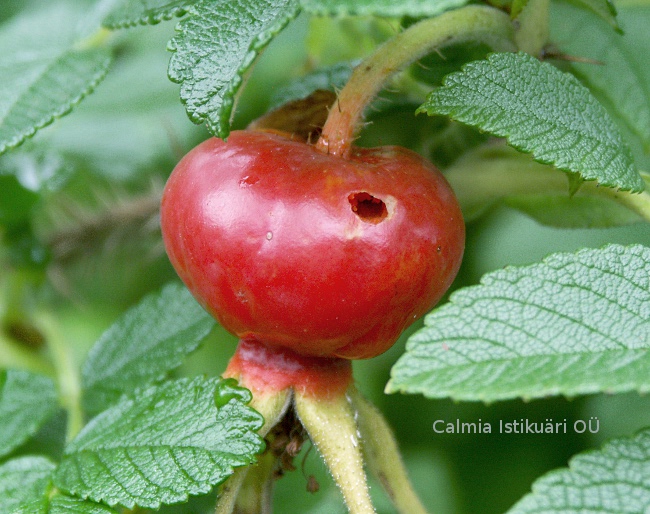 Rosa rugosa Alba
