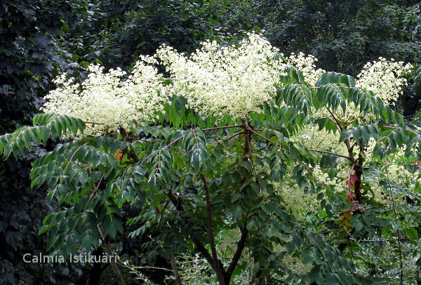 Aralia elata