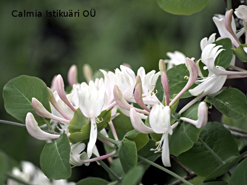 Lonicera caprifolium
