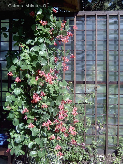 Lonicera  brownii