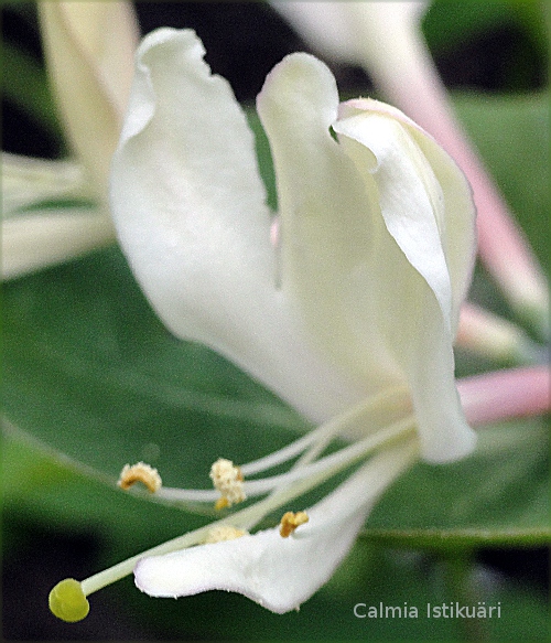 Lonicera caprifolium