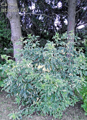 Sambucus nigra ´Aureomarginata´