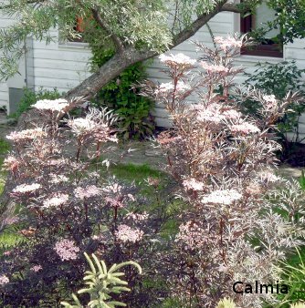 Sambucus nigra ´Black Lace´