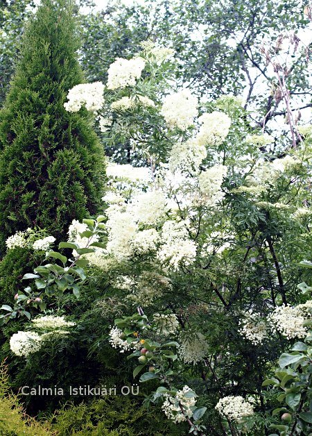 Sambucus nigra ´Laciniata´