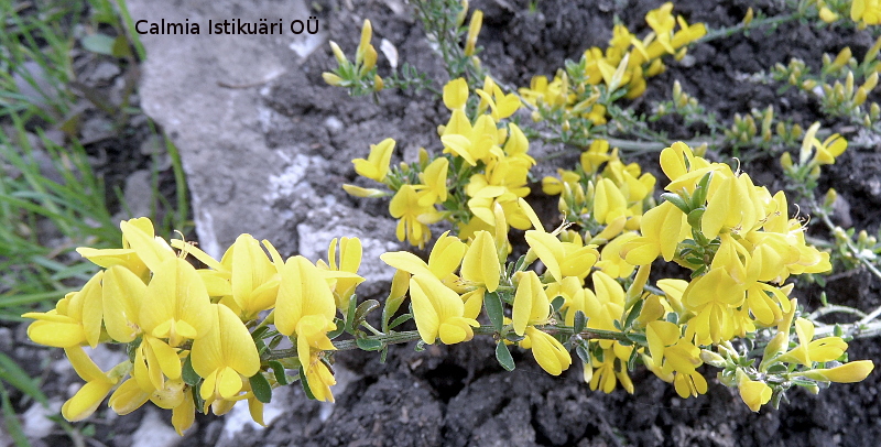 Genista pilosa ´Vancouver Gold´