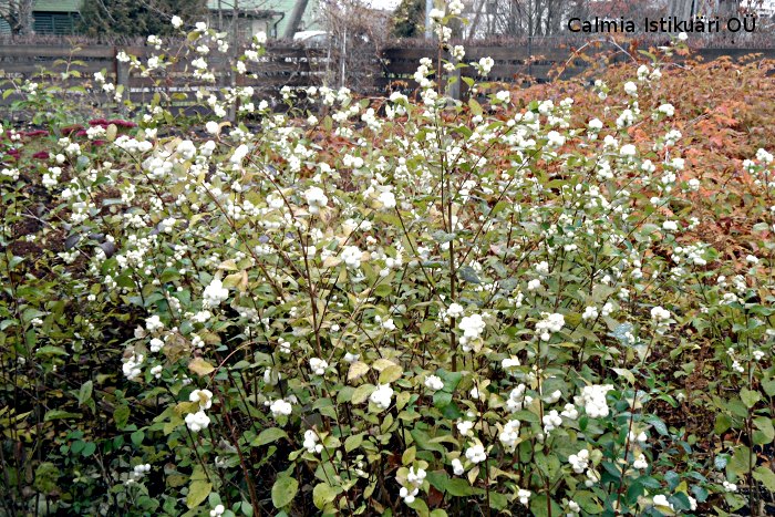 Symphoricarpos albus