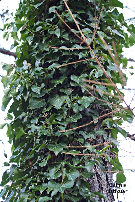 Hedera helix