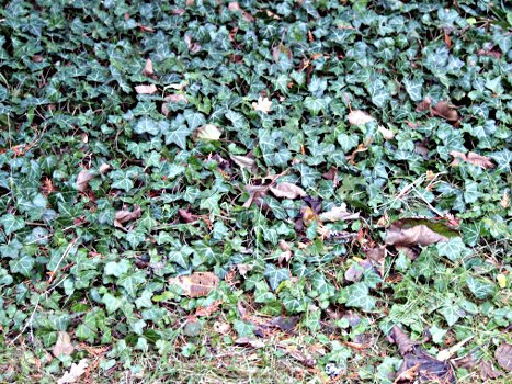 Hedera helix