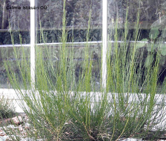 Cytisus scoparius