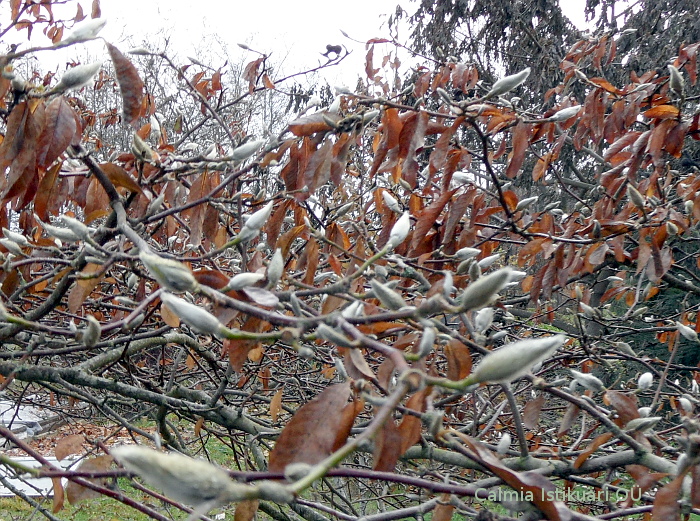Magnolia sieboldii