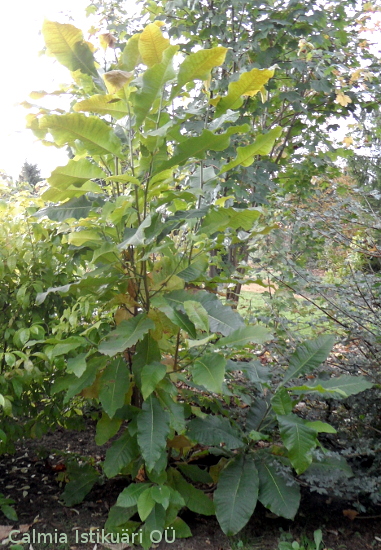 Magnolia tripetala