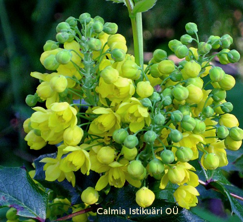 Mahonia aquifolium ´Apollo´