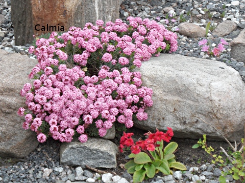 Daphne cneorum