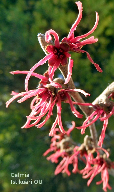 Hamamelis ´Ruby Glow´