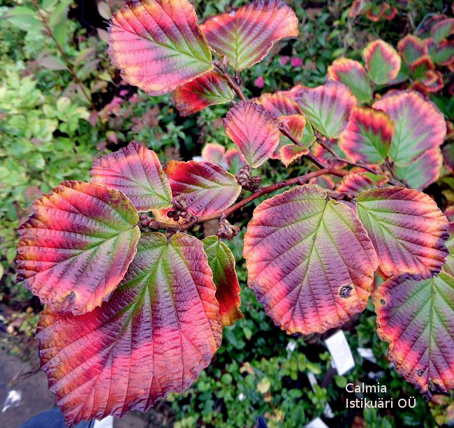 Hamamelis ´Ruby Glow´