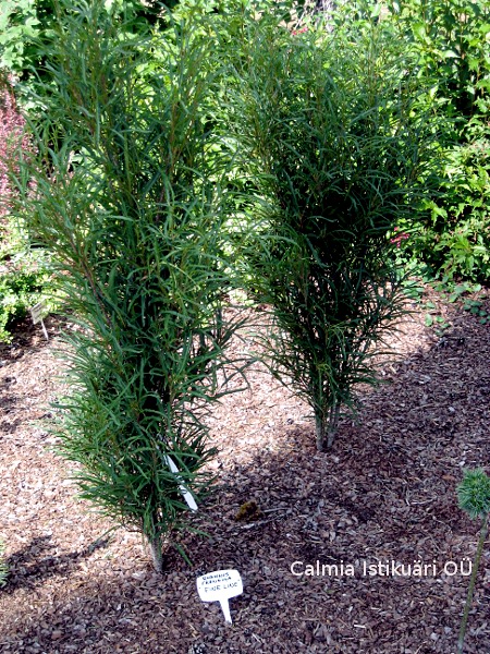 Frangula alnus ´Ron Williams´FINE LINE