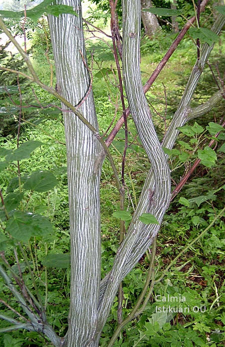 Acer tegmentosum