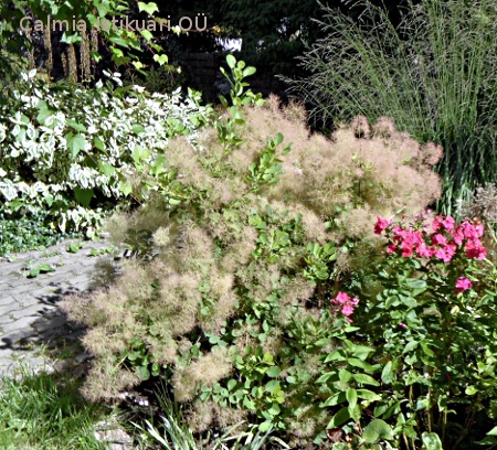 Cotinus coggygria ´Young Lady´