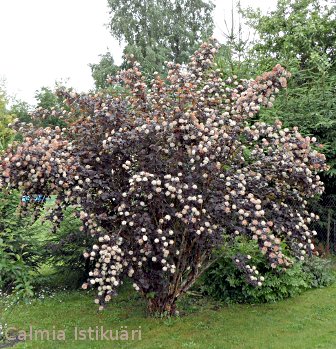 Physocarpus opulifolius ´Diabolo´