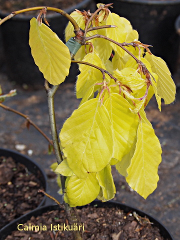 Fagus sylvaticus ´Aurea Pendula´