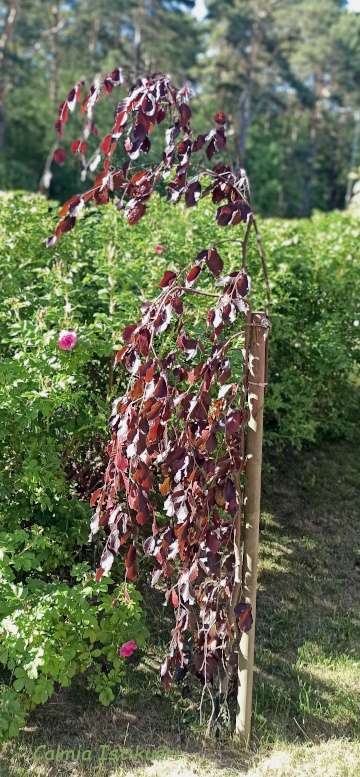 Fagus sylvatica ´Purple Fountain´