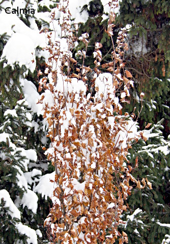 Fagus sylvatica ´Red Obelisk´