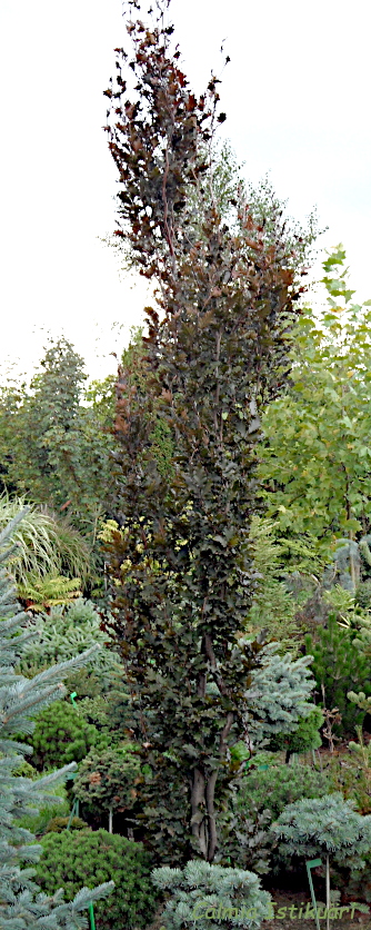 Fagus sylvatica ´Rohan Minaret´