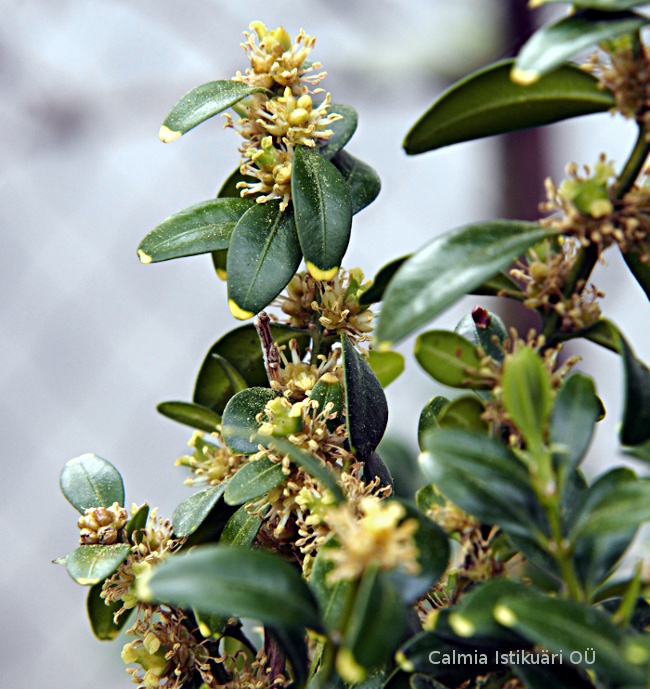 Buxus sempervirens