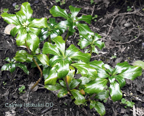 Pachysandra terminalis ´Green Sheen´