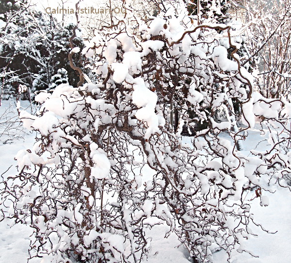Corylus avellana ´Contorta´