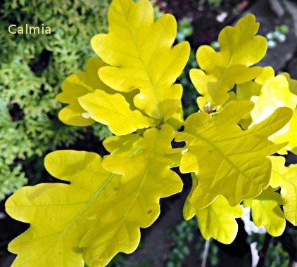Quercus robur Concordia