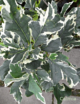 Quercus robur Argenteomarginata