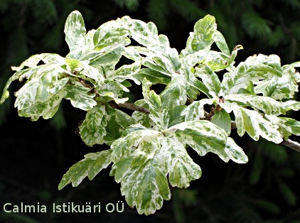 Quercus robur Castle Howard