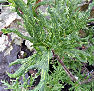 Quercus robur Irtha
