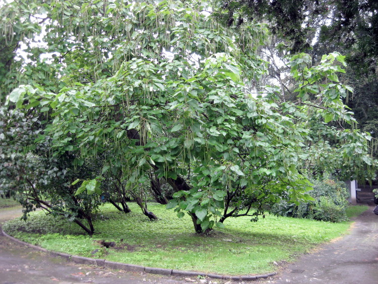 Catalpa erubescens