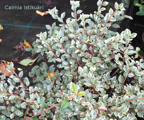 Cotoneaster horisontalis ´Variegatus´