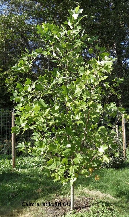 Liriodendron tulipifera