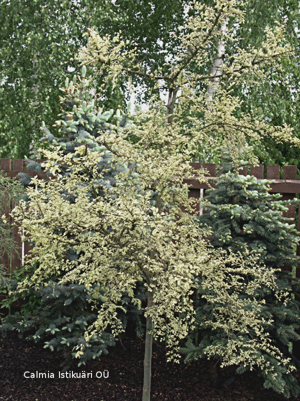 Ulmus parviflora Geisha
