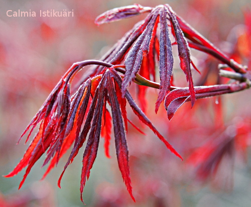 Acer ´Bloodgood´