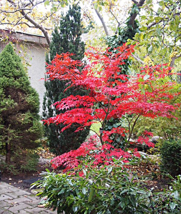 Acer ´Bloodgood´