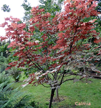 Acer pseudoplatanus 'Eskimo Sunset'