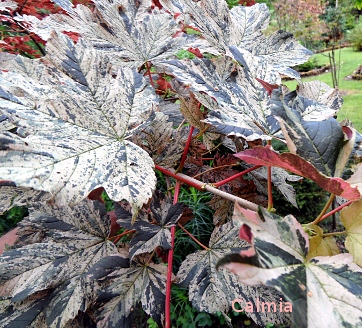 Acer pseudoplatanus 'Eskimo Sunset'
