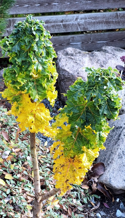 Acer 'Marit'