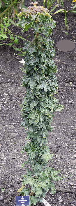 Acer platanoides Marit