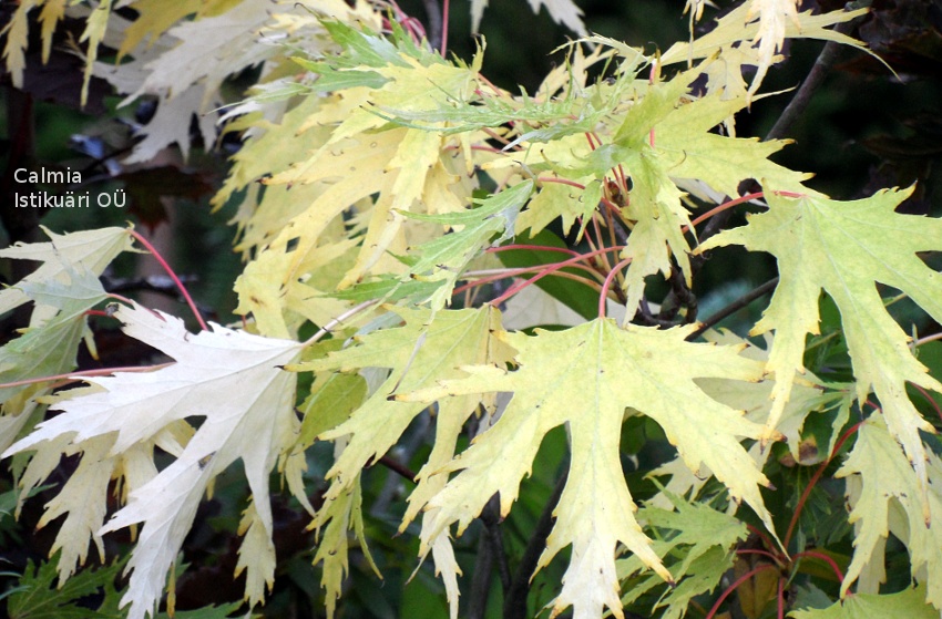 Acer saccharinum Born`s Gracious