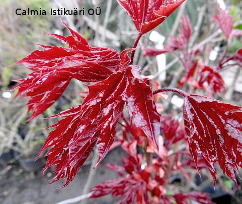 Acer 'Holata'