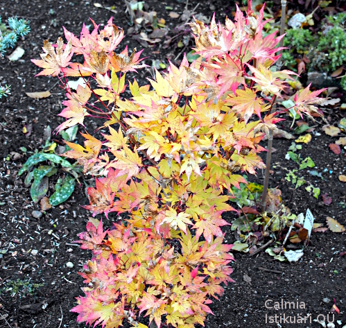 Acer ´Jordan´
