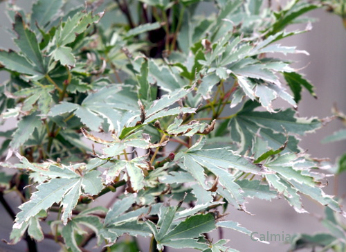 Acer palmatum ´Butterfly´